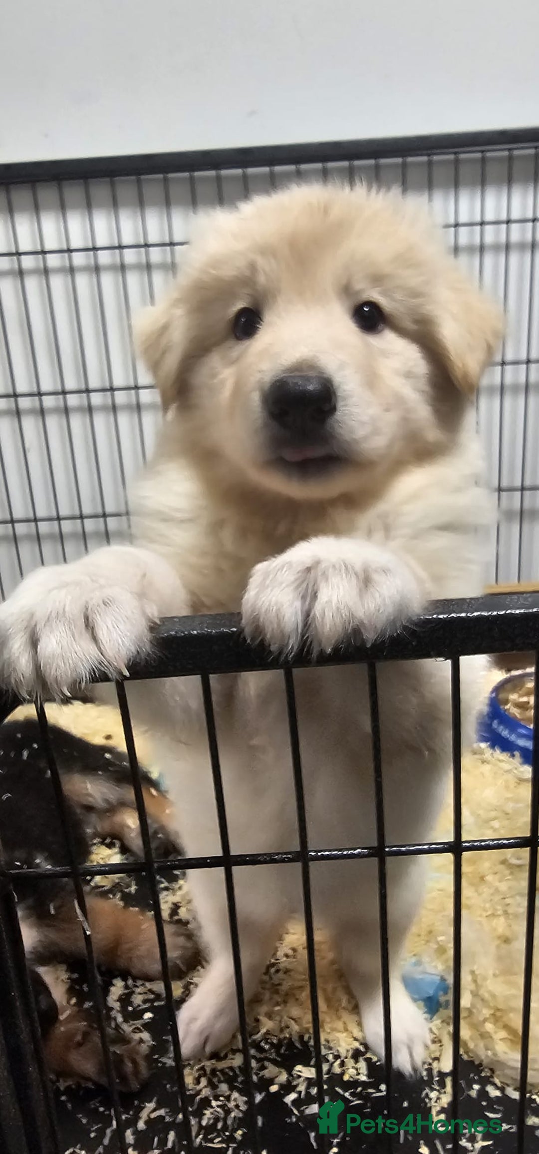 German Shepherd dogs for sale: German shepherd artic wolfdog puppies  - Image 5
