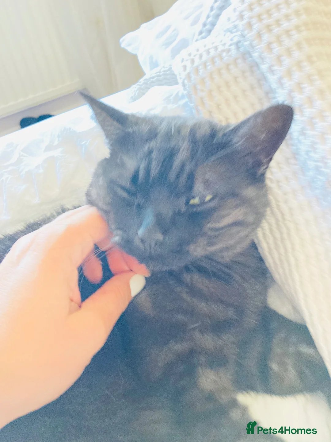 British Shorthair cats for sale: Seeking loving new home for Belle in Faversham - Advert 7