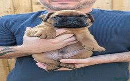 Mixed Breed dogs for sale: Boxer X Dogue De Bordeux Puppies - Image 2