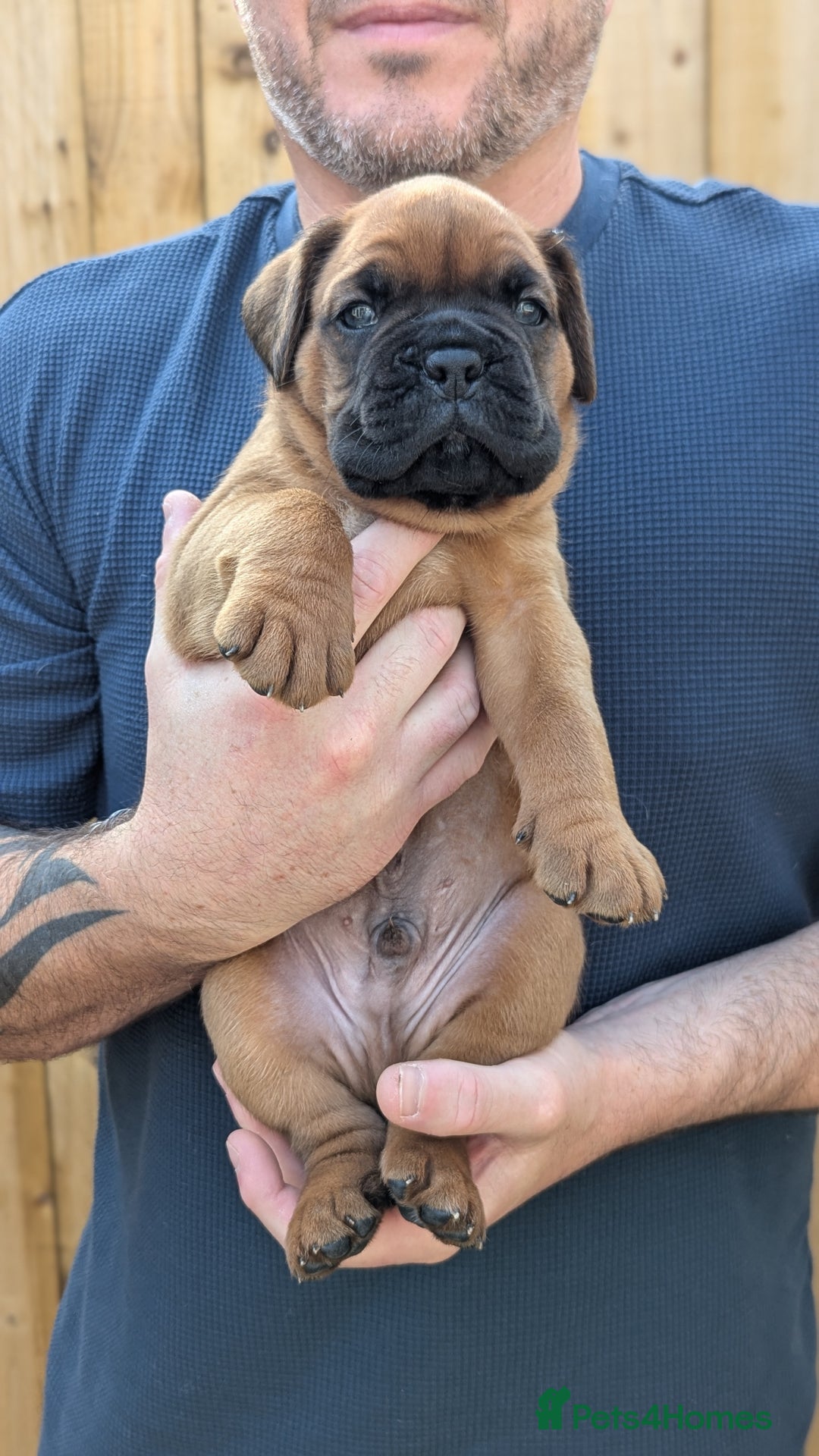 Mixed Breed dogs for sale: Boxer X Dogue De Bordeux Puppies - Image 2