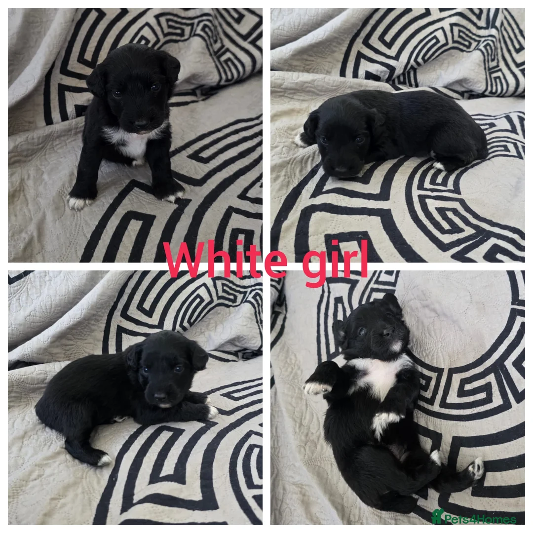 Aussiedoodle dogs for sale: Aussiedoodle pups - Advert 13