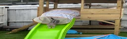 Bengal cats for sale: Silver female bengal  - Advert 2