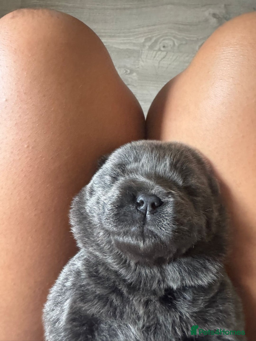 Chow Chow dogs for sale: 💫Stunning Chows Available 🥰❤️ - Image 18