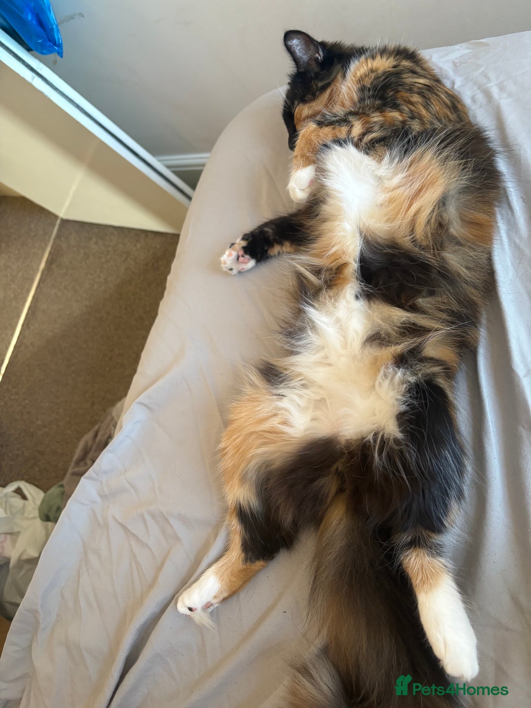 Domestic Shorthair cats for sale: Bonded sisters, please adopt together!  - Image 11