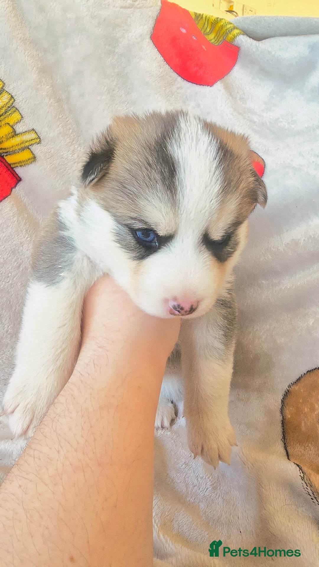 Pomsky dogs for sale: Pomsky Puppies for Sale - Advert 24