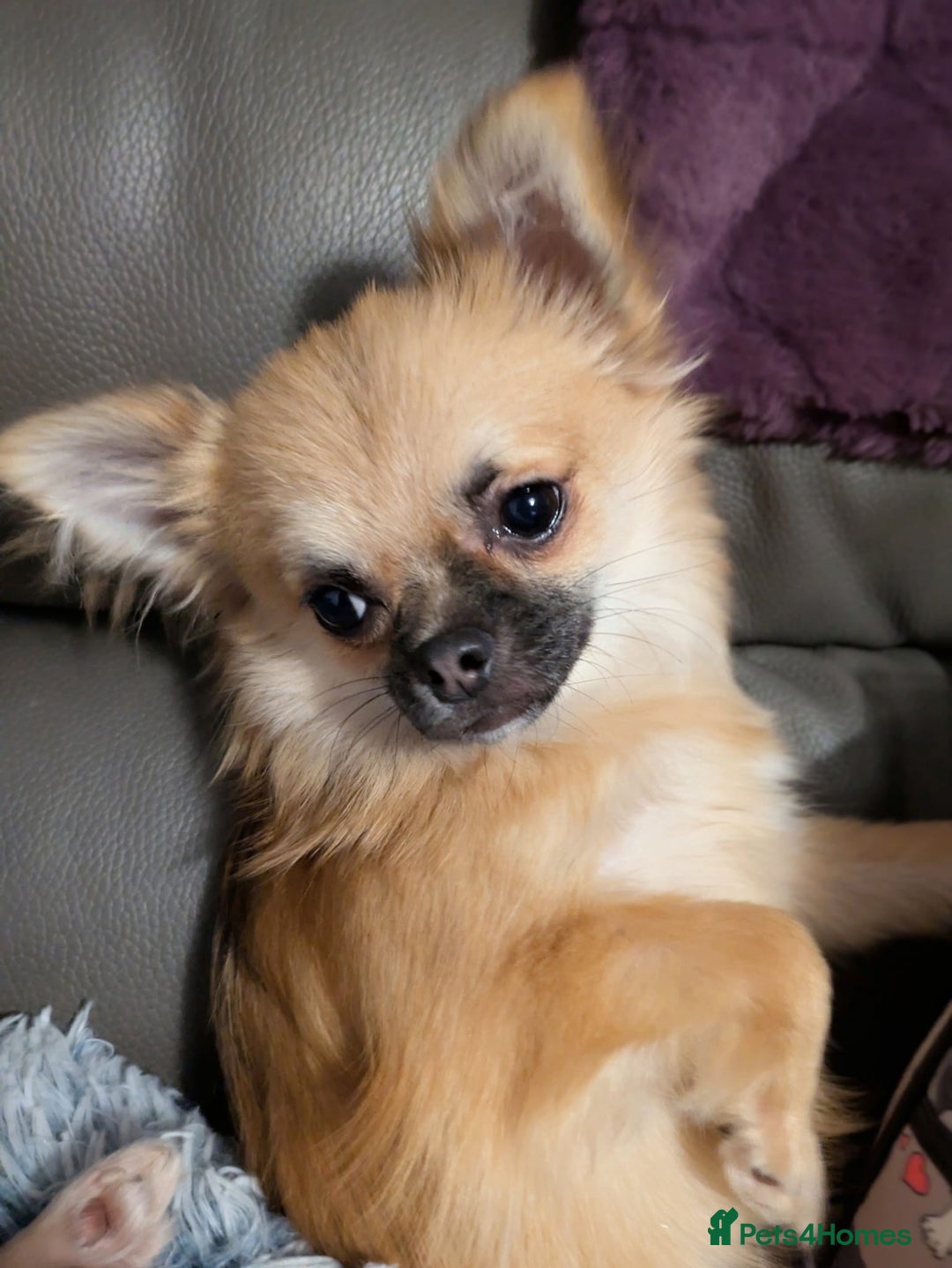 Chihuahua dogs for sale: Gorgeous Chihuahua puppy - Advert 3