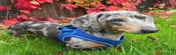 Miniature Dachshund dogs for sale: Coming soon! KC Reg Miniature Dachshunds - Advert 2