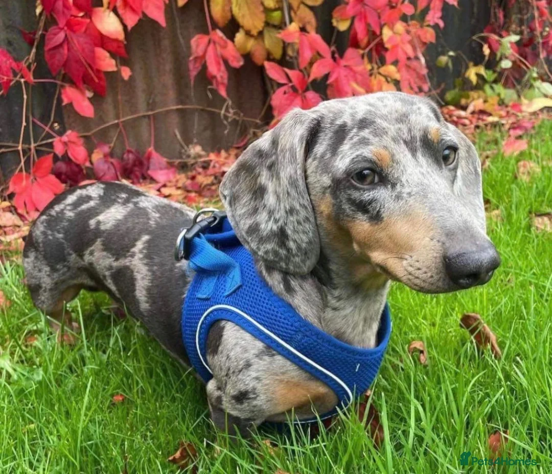 Miniature Dachshund dogs for sale: Coming soon! KC Reg Miniature Dachshunds - Advert 2