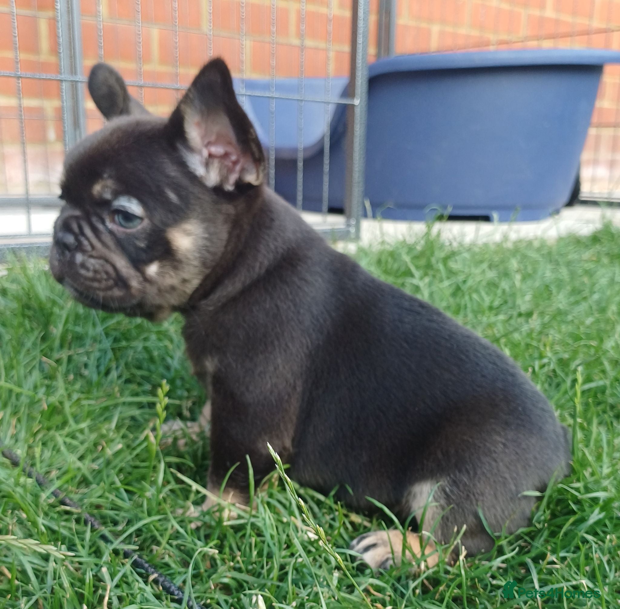 French Bulldog dogs Outstanding KC French Bulldog Puppies  - Advert 18