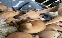 Italian Greyhound dogs for sale: Ready from next week Little Italian Greyhound pups - Image 26