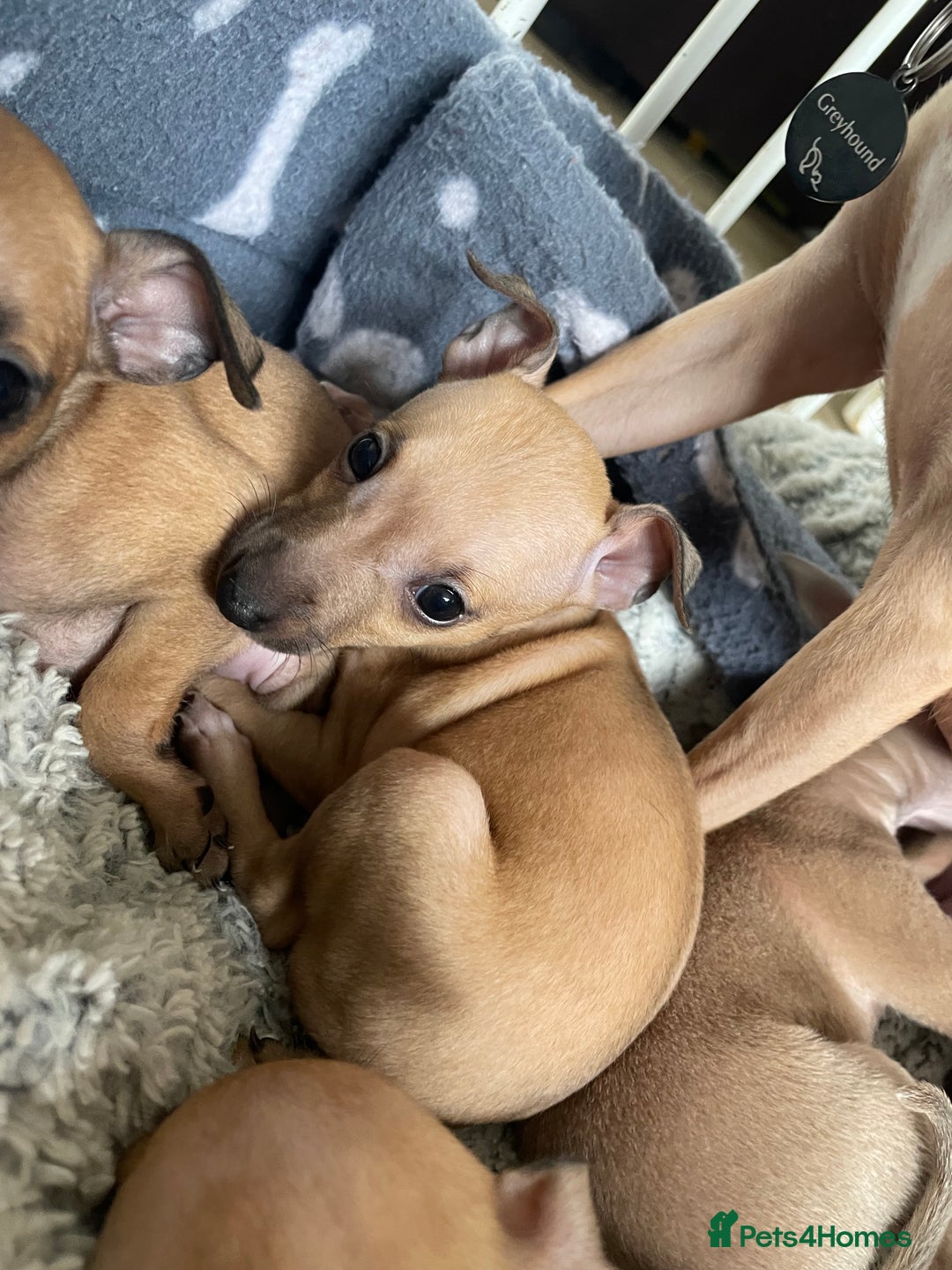 Italian Greyhound dogs for sale: Ready from next week Little Italian Greyhound pups - Image 26