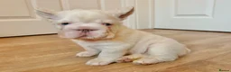 French Bulldog dogs for sale: Fluffy French Bulldog Puppies - Advert 17