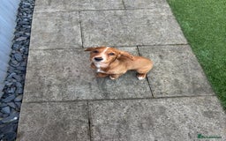 Cocker Spaniel dogs for sale: 20 week old cocker spaniel - Image 1