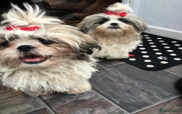 Shorkie dogs for sale: Outstanding Shih Tzu Pups - Image 8