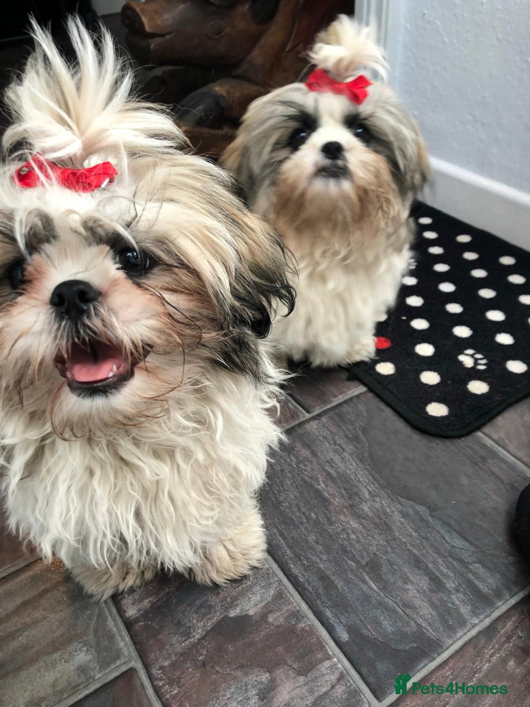 Shorkie dogs for sale: Outstanding Shih Tzu Pups - Image 8