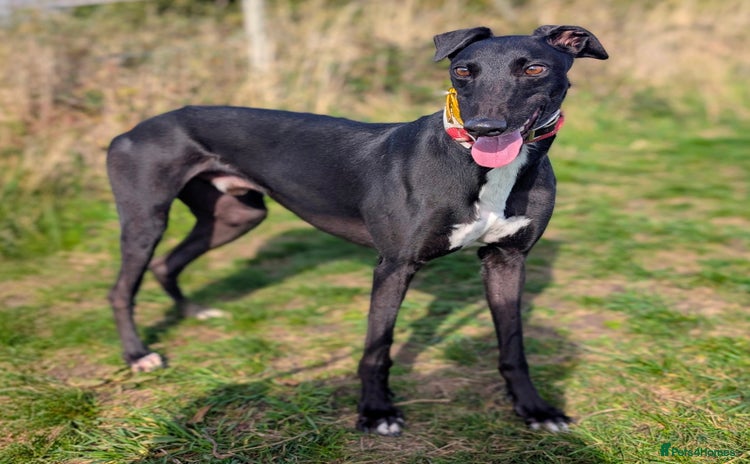 Greyhound dogs - Advert 3