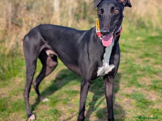 Greyhound dogs - Advert 3