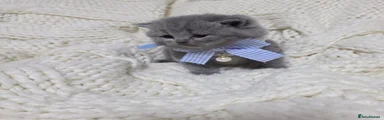 British Shorthair 5