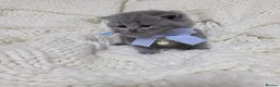 British Shorthair cats for sale: Beautiful British shorthair kittens  - Advert 33