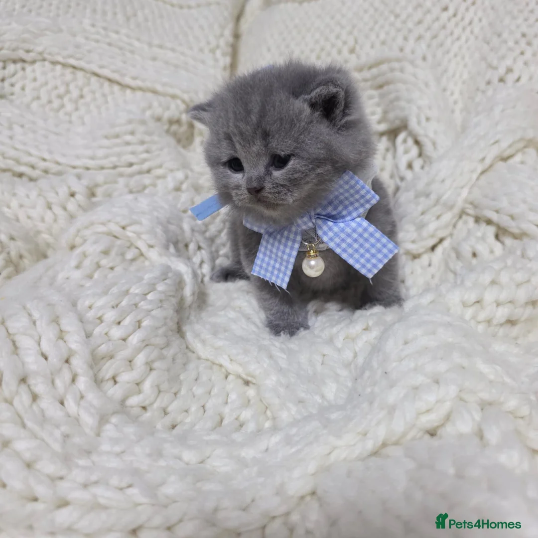 British Shorthair cats for sale: Beautiful British shorthair kittens  - Advert 33