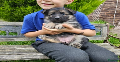German Shepherd dogs - Advert 13