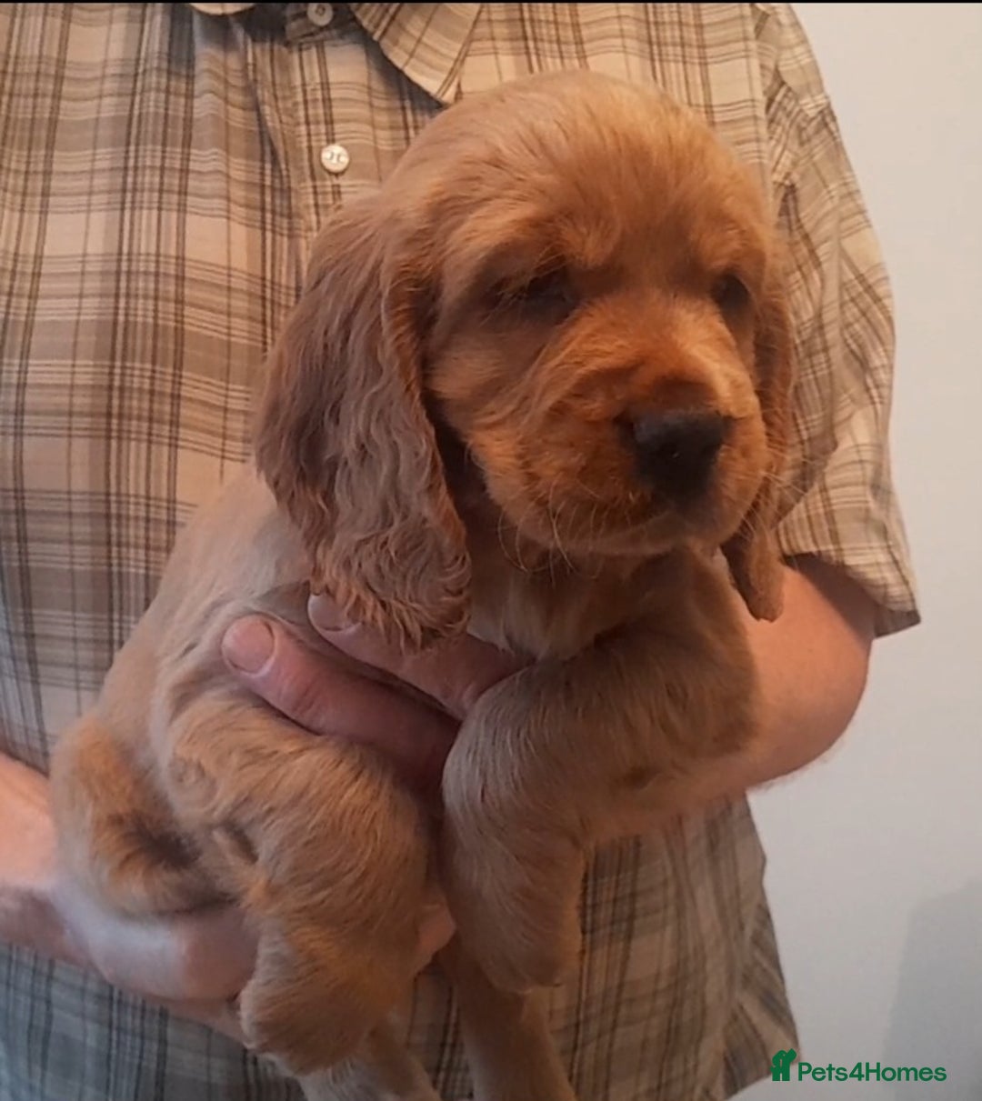 Sprocker dogs for sale: Sprocker x Cocker Puppies - Advert 2