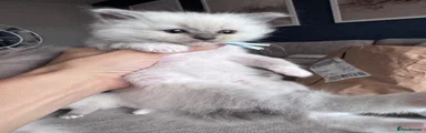Blue Mitted (Light Blue Collar) 
