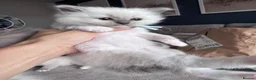 Ragdoll cats for sale: Stunning GCCF Registered Ragdoll Kitten - Advert 11