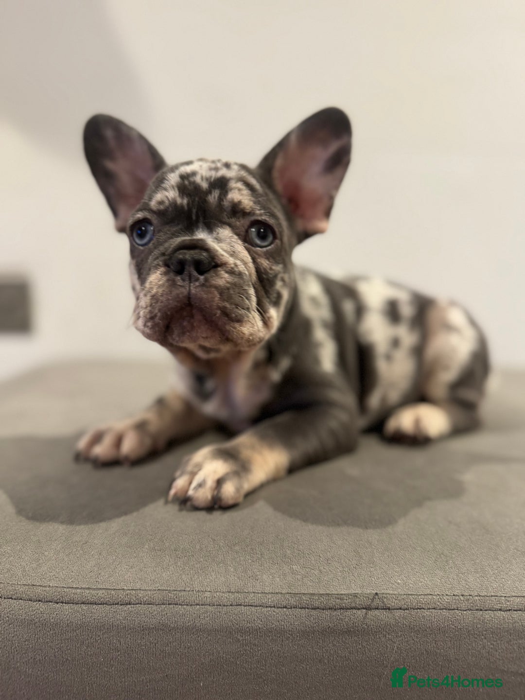 French Bulldog dogs for sale: French bulldog ready before  **   ** 🥰 - Advert 7