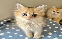 British Shorthair cats for sale: Golden, British Longhairs - Image 3