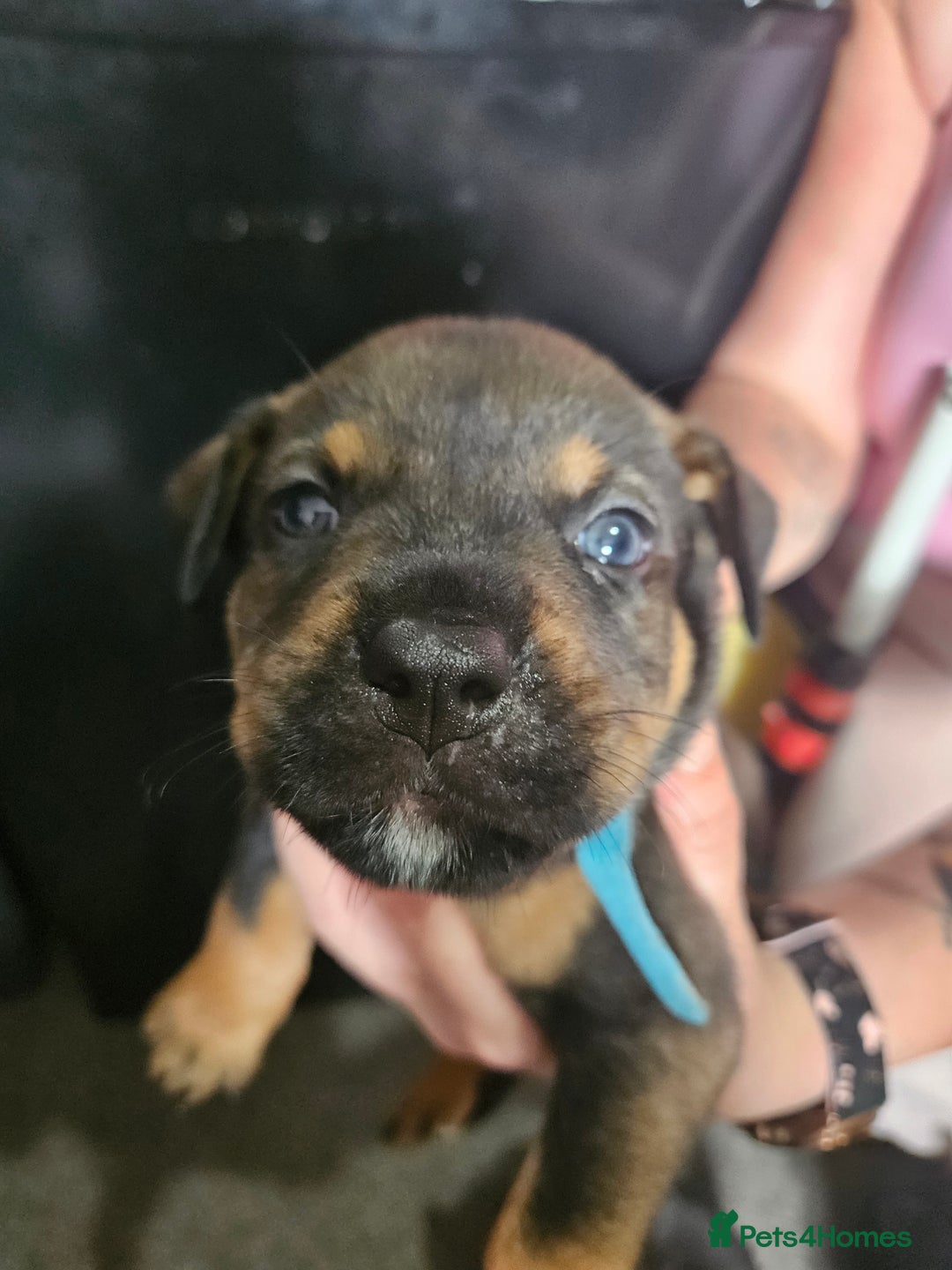 Mixed Breed dogs for sale: Rottweiler x staffy - Image 6