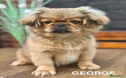 Pekingese dogs for sale: CARMEL - 2 Pekingese puppies BOYS ! Fully vaccinated! - Image 13