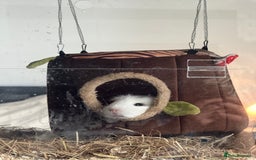 Guinea Pig rodents for sale: 2 Lovely Guinea Pigs Looking for a New Home 🐹🐹 - Image 9