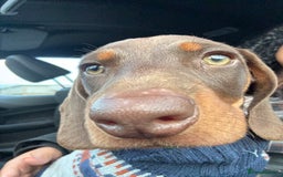 Dachshund dogs for sale: Chocolate tan male dachshund puppy - Image 5