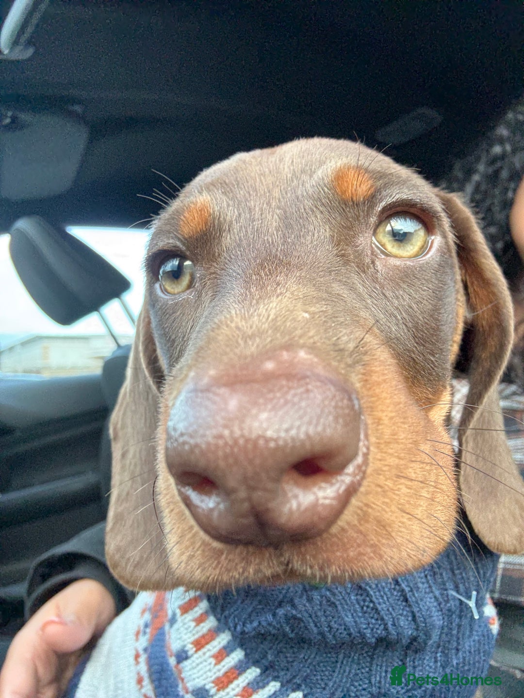 Dachshund dogs for sale: Chocolate tan male dachshund puppy - Image 5