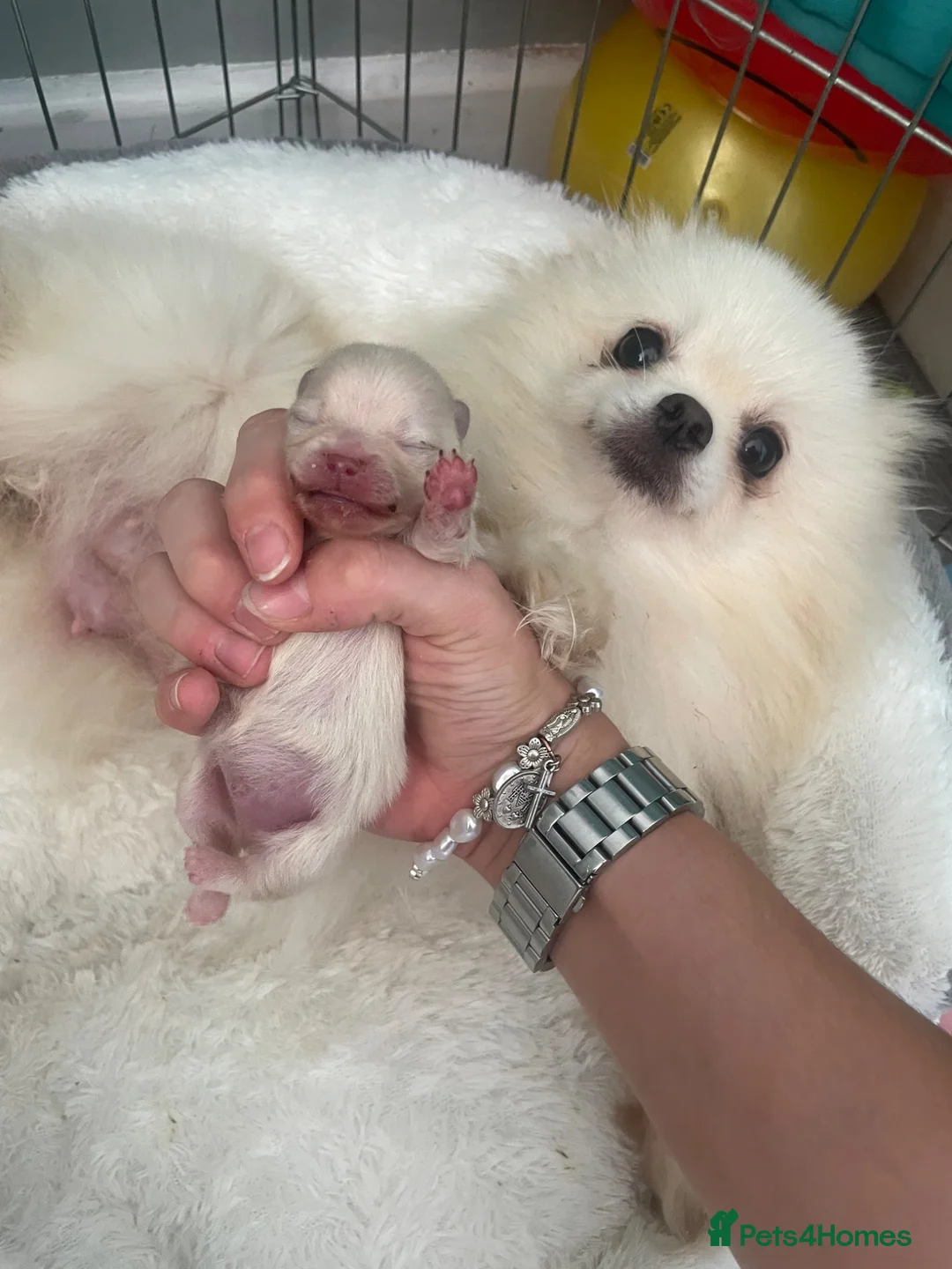 Pomeranian dogs for sale: Beautiful teddy bear faced poms - Advert 1
