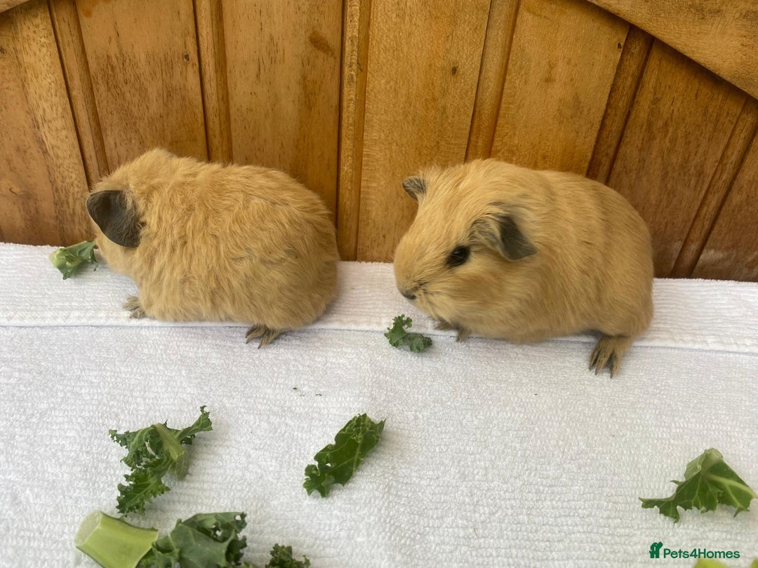 Guinea Pig rodents for sale: 4no Gorgeous baby Guinea pigs available  - Image 4