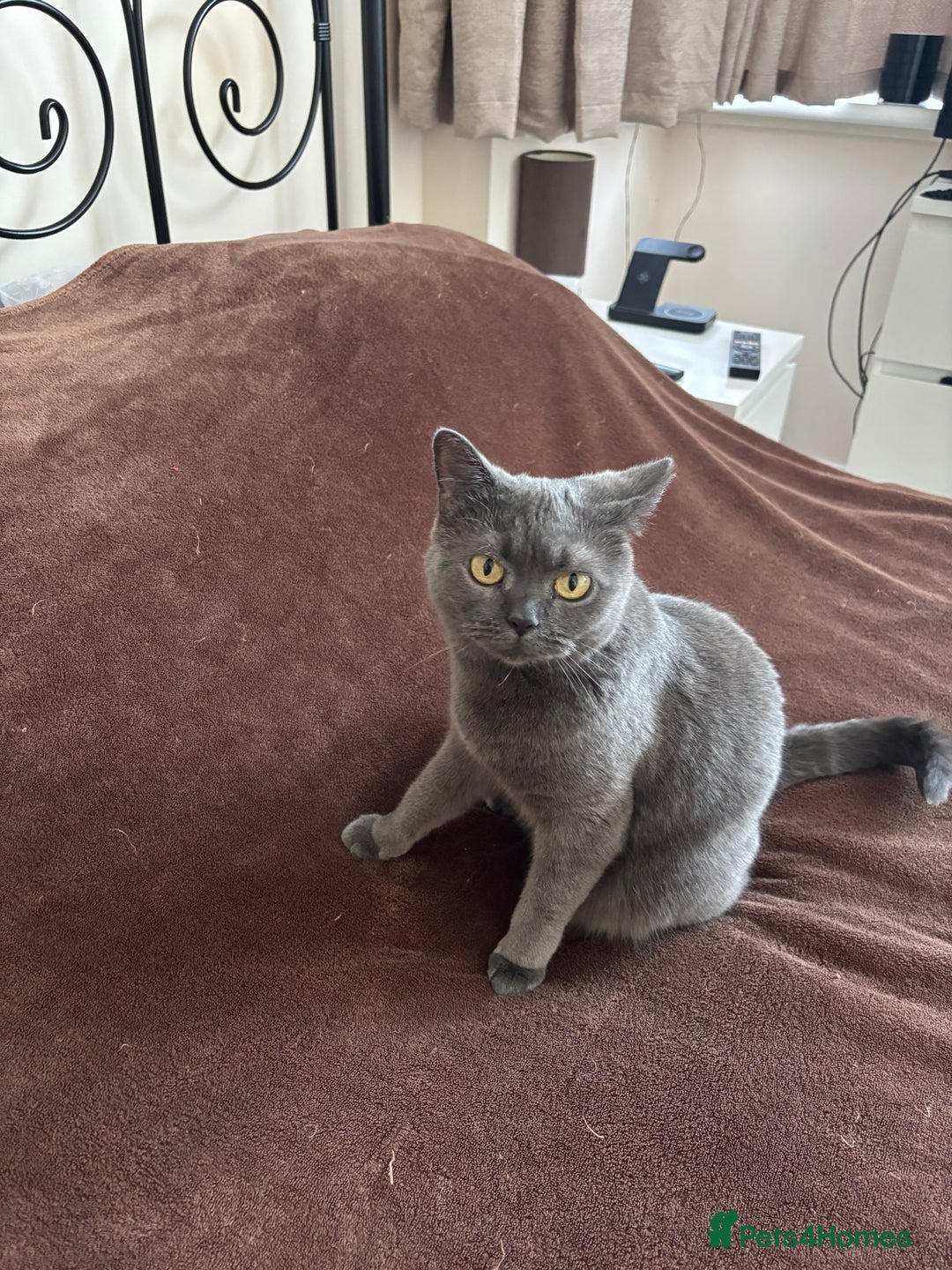 British Shorthair cats for sale: British shorthair kittens for sale - Advert 1
