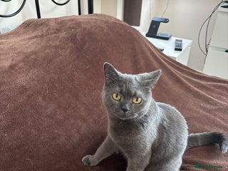 British Shorthair cats British shorthair kittens for sale - Advert 1