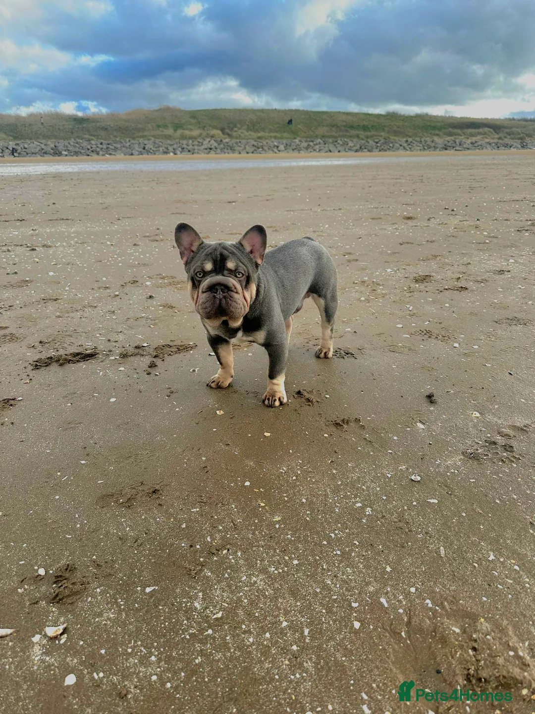 French Bulldog dogs for stud: french bulldog fluffy carrier in Birkenhead - Advert 4