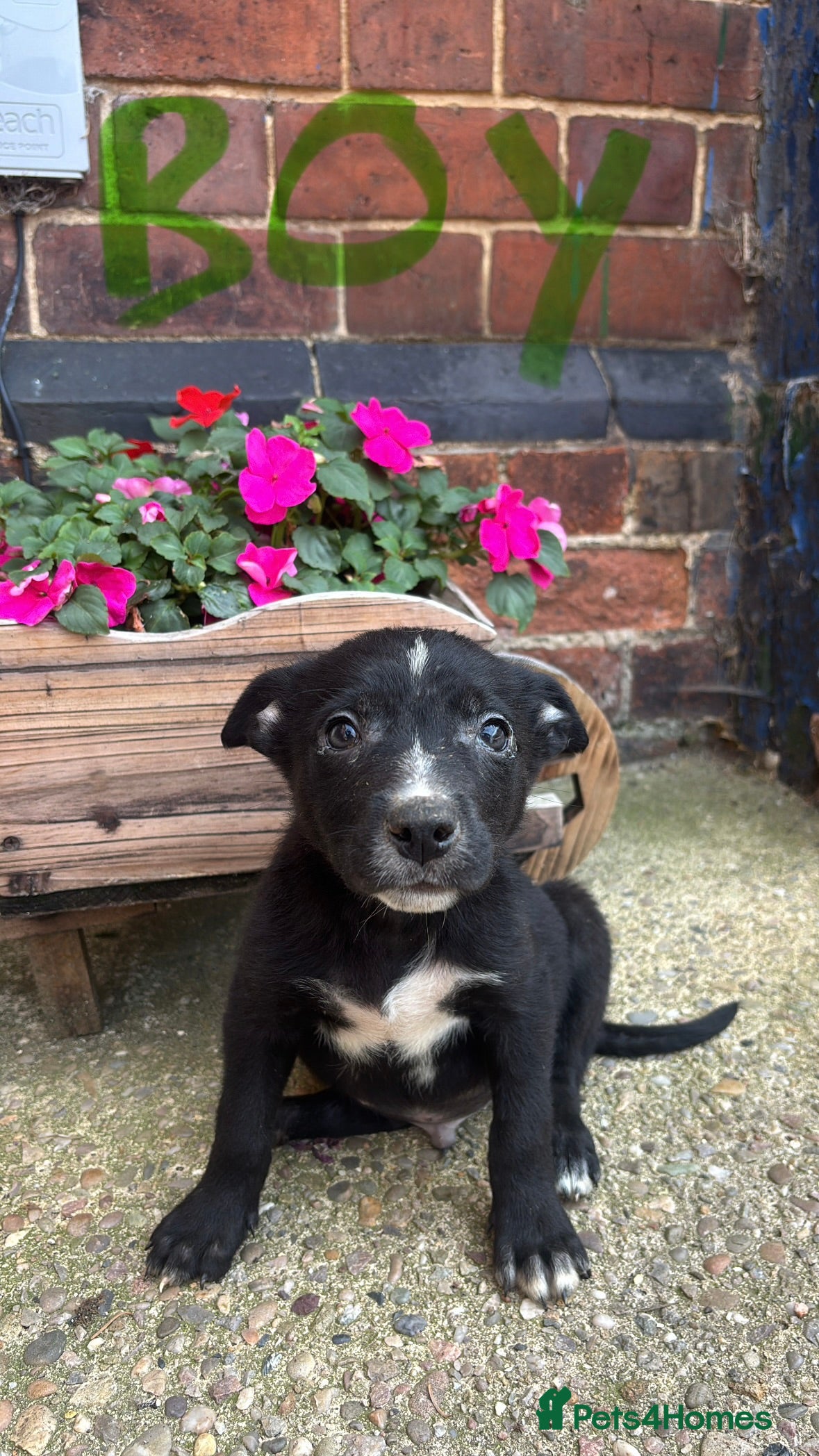Border Collie dogs 4 border collie X kelpie puppies for sale - Advert 19