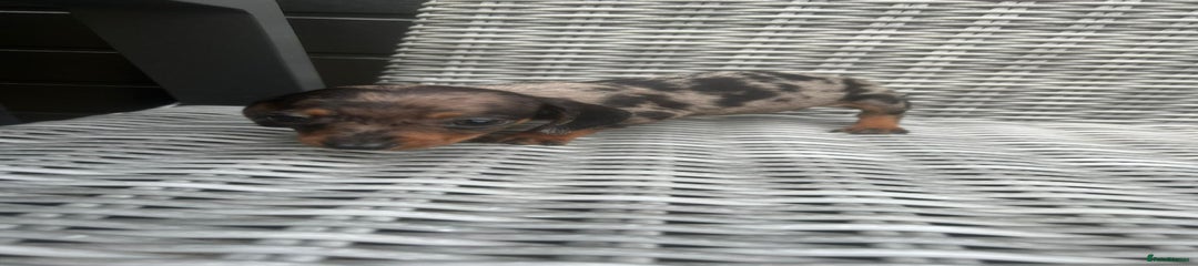 Miniature Dachshund Puppy 3