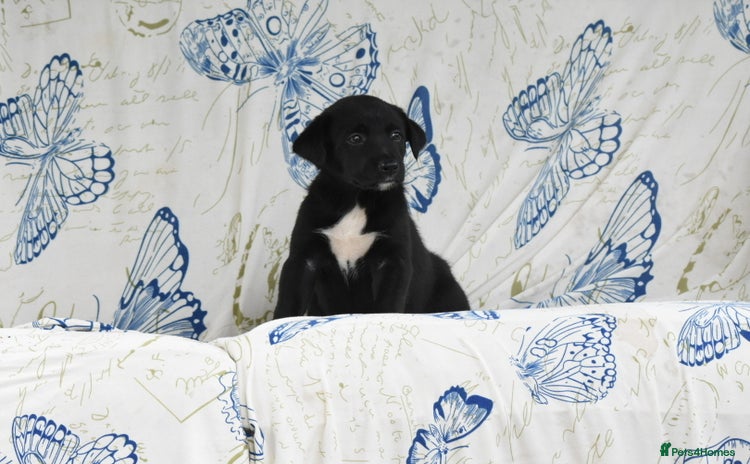 Mixed Breed dogs - Advert 3