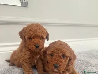 Cockapoo dogs ✨Stunning F1b Cockerpoo Puppies Available ✨ last 2 - Advert 9