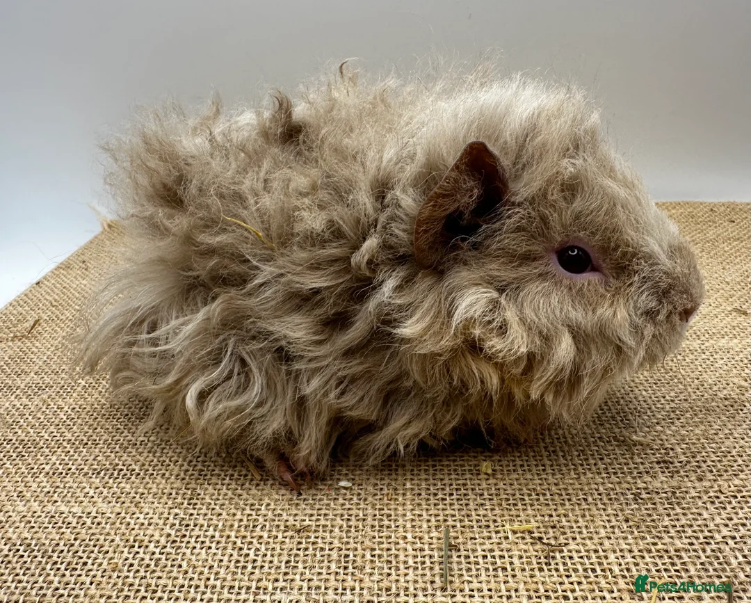 Guinea Pig rodents for sale: Lunkarya Boars - Advert 3