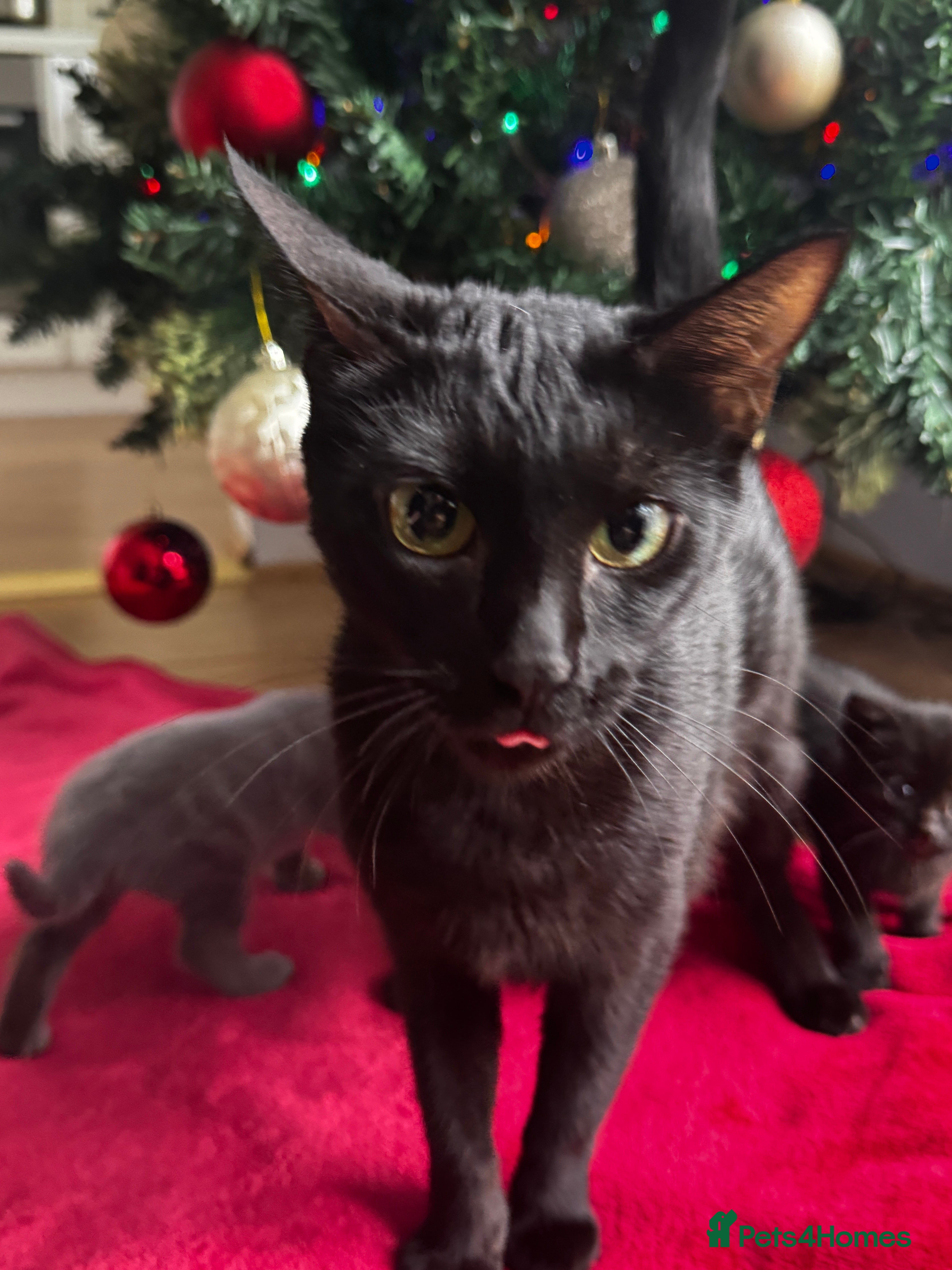 Mixed Breed cats Bombay cat  - Advert 2