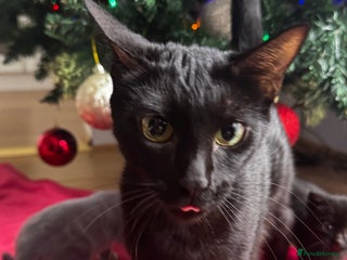 Mixed Breed cats Bombay cat - Advert 1