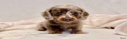 Miniature Dachshund dogs for sale: Long haired dachshund puppie - Advert 14