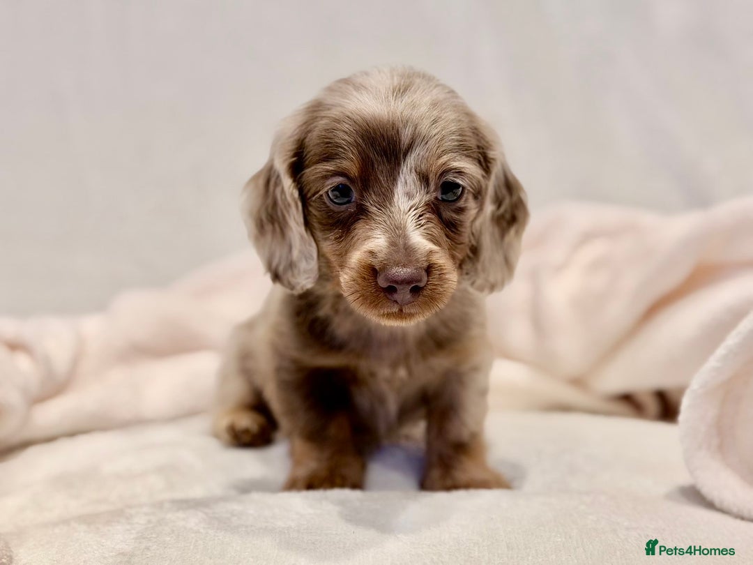 Miniature Dachshund dogs for sale: Long haired dachshund puppie - Advert 14