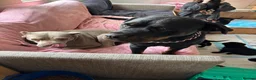 Mixed Breed dogs for sale: Stunning rotticorsos ready now in Doncaster - Advert 7